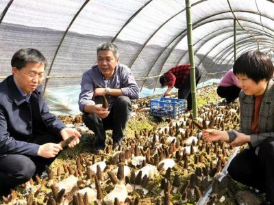 百里洲羊肚菌基地