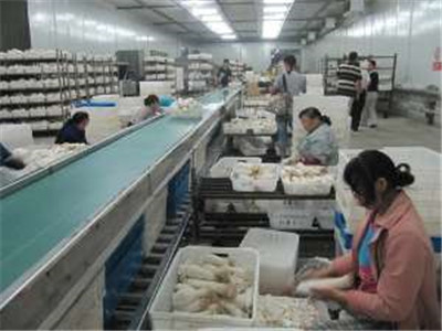 食用菌工廠化生產(chǎn)的關(guān)鍵技術(shù)及其研發(fā)方向